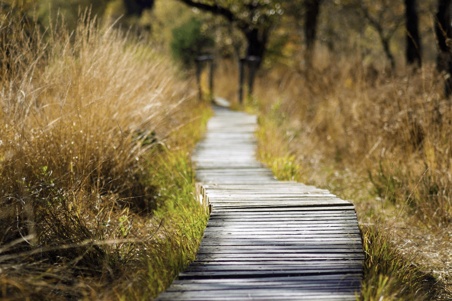 wooden plank path in nature with tall grass on sides